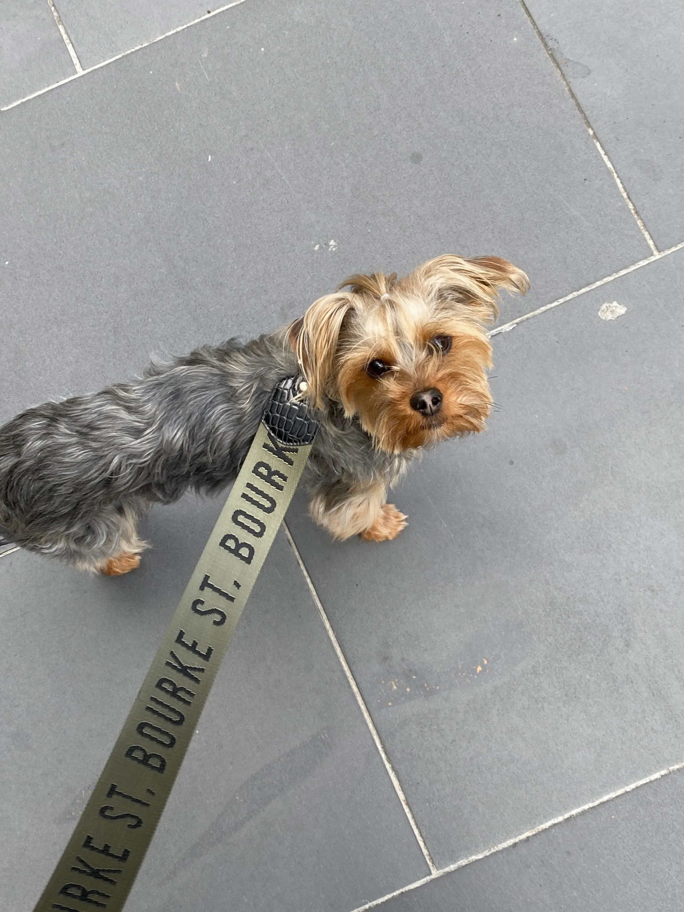 Jacquard Dog Lead - Olive