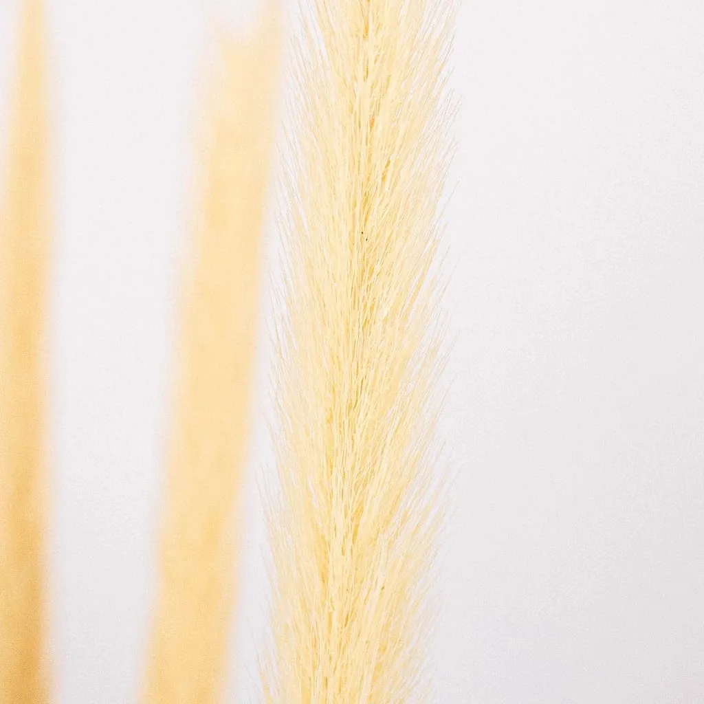 Natural Dried Typha Grass