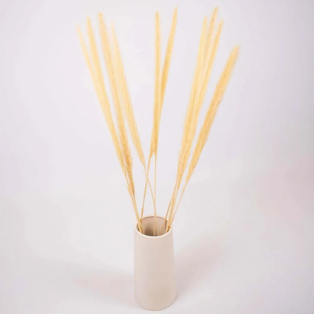 Natural Dried Typha Grass