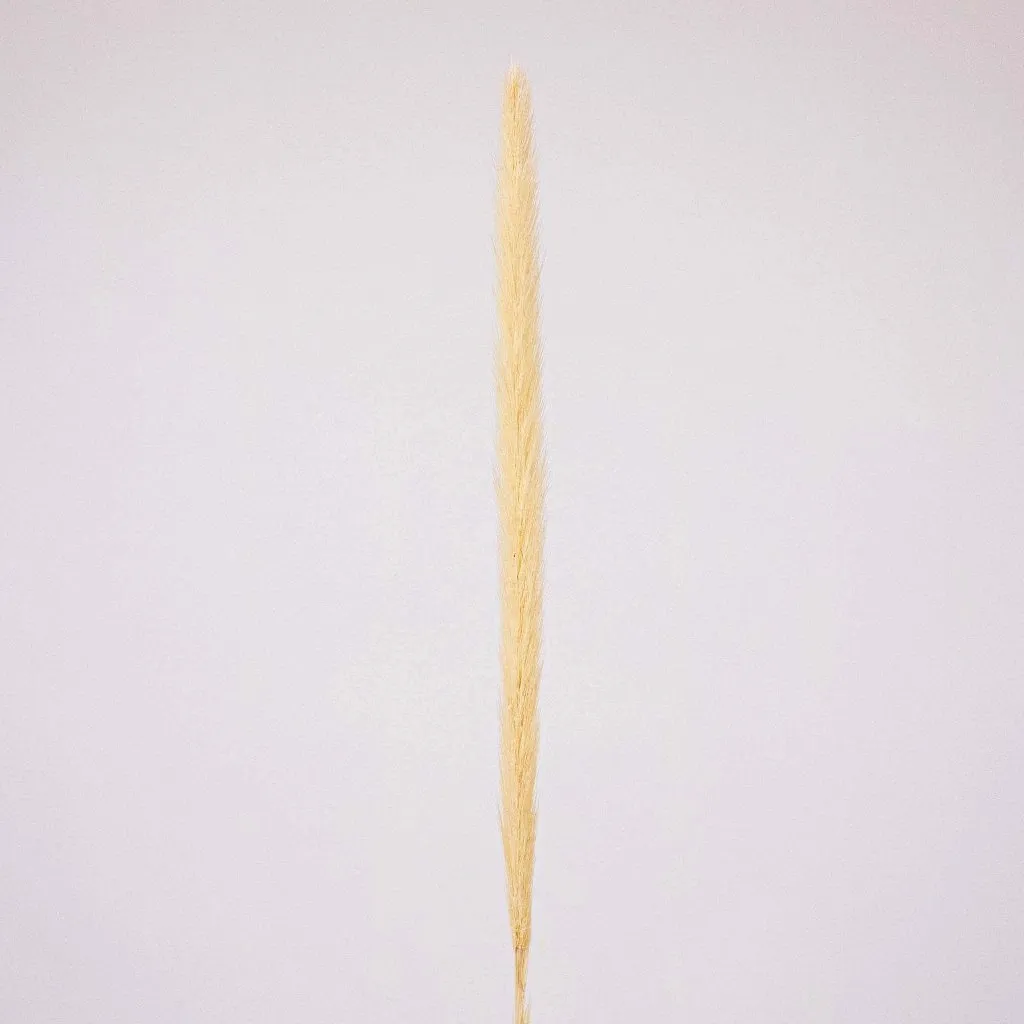 Natural Dried Typha Grass