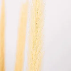 Natural Dried Typha Grass
