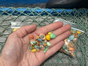 Pastel Dyed Shell Mixture