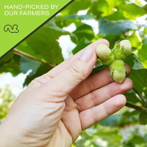 Raw Hazelnuts